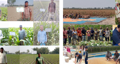 A Tale of Maize Farming in Bangladesh